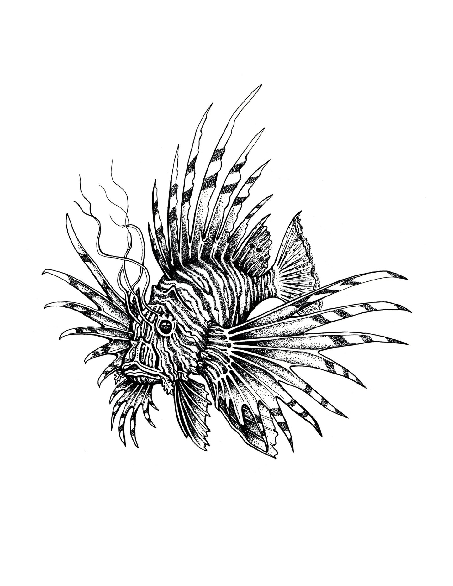 "Lion Fish" Signed Print, Ink Drawing