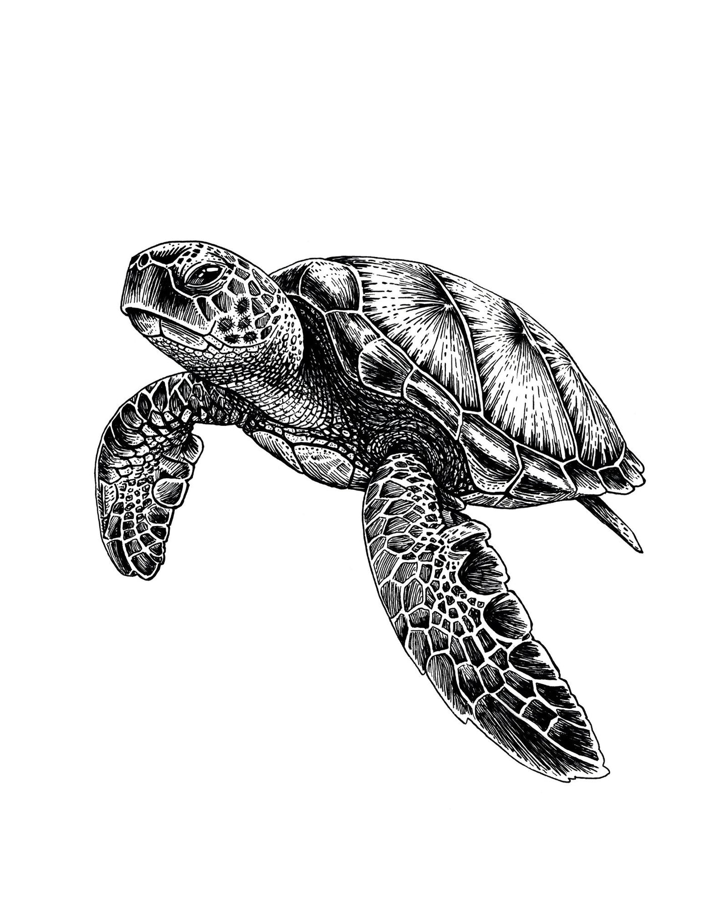 "Sea Turtle" Signed Print, Ink Drawing