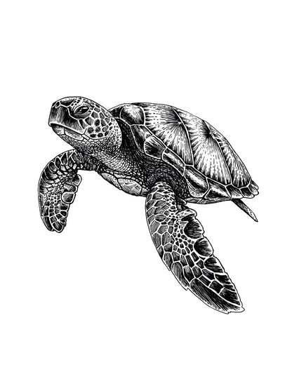 "Sea Turtle" Signed Print, Ink Drawing