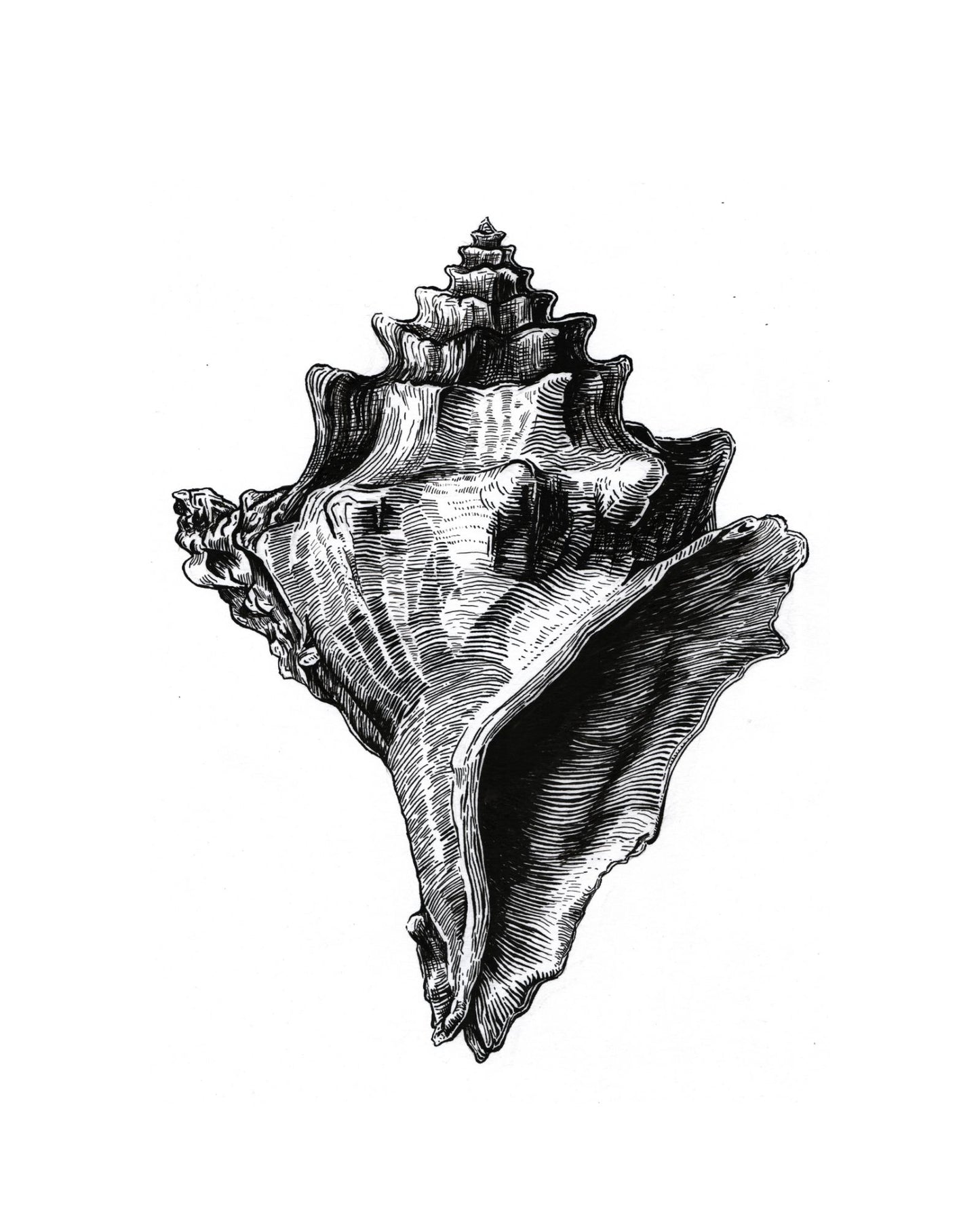 "Big Shell" Signed Print, Ink Drawing