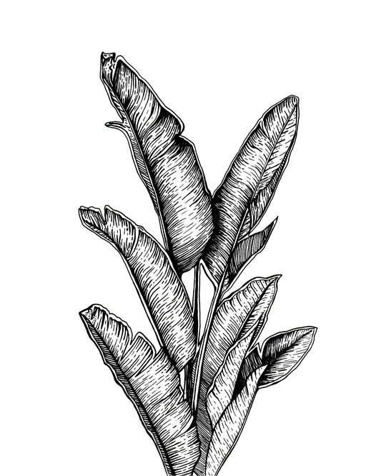 "Palm Leaves" Signed Print, Ink Drawing