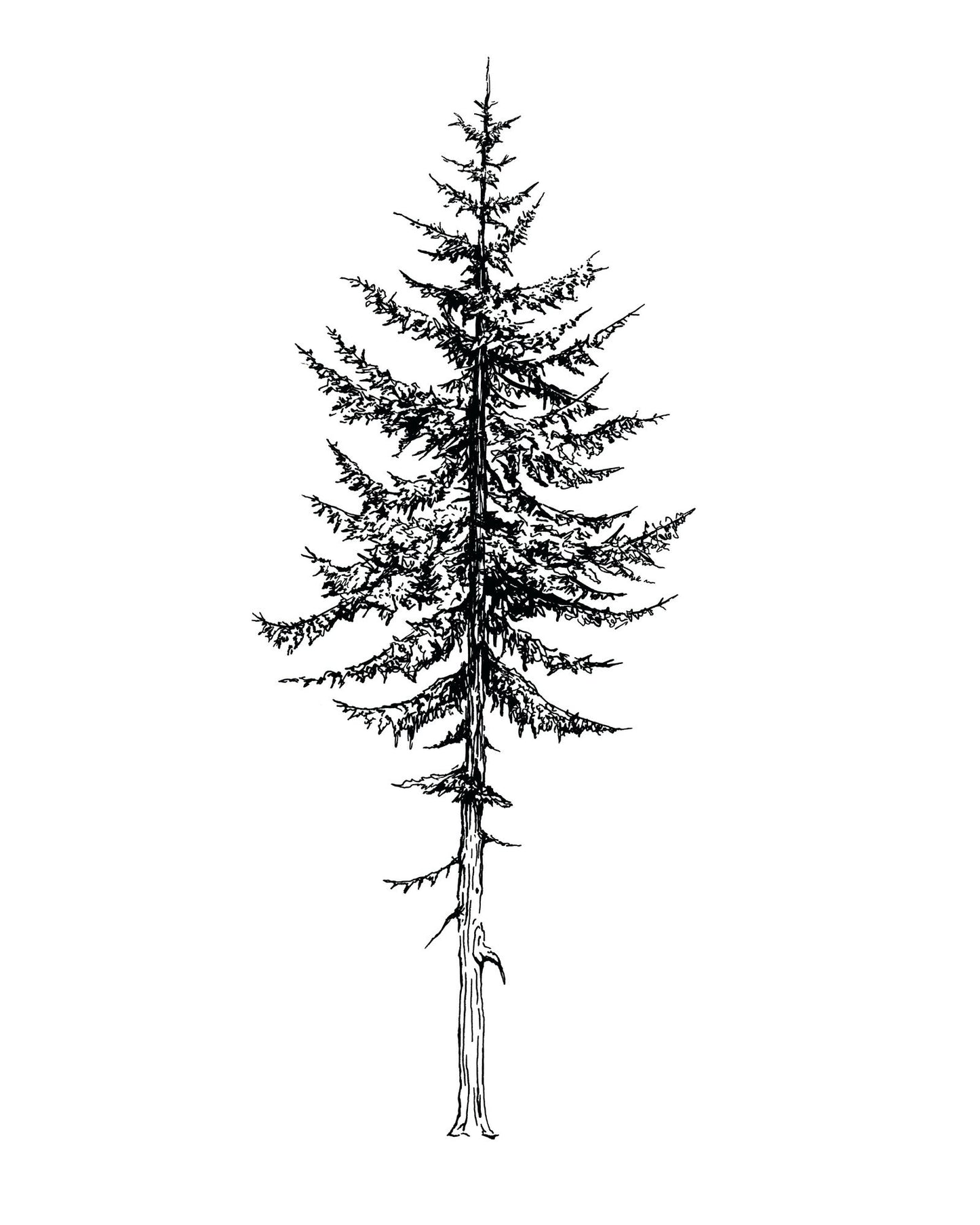 "Tall Tree" Signed Print, Ink Drawing