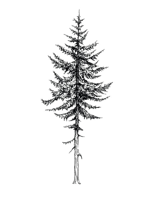 "Tall Tree" Signed Print, Ink Drawing
