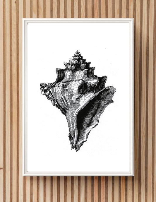"Big Shell" Signed Print, Ink Drawing